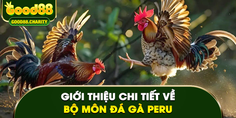 Giới thiệu chi tiết về bộ môn đá gà Peru