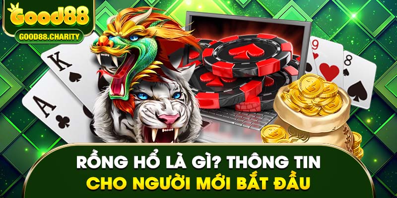 Rồng Hổ là gì? Thông tin căn bản cho người mới gia nhập