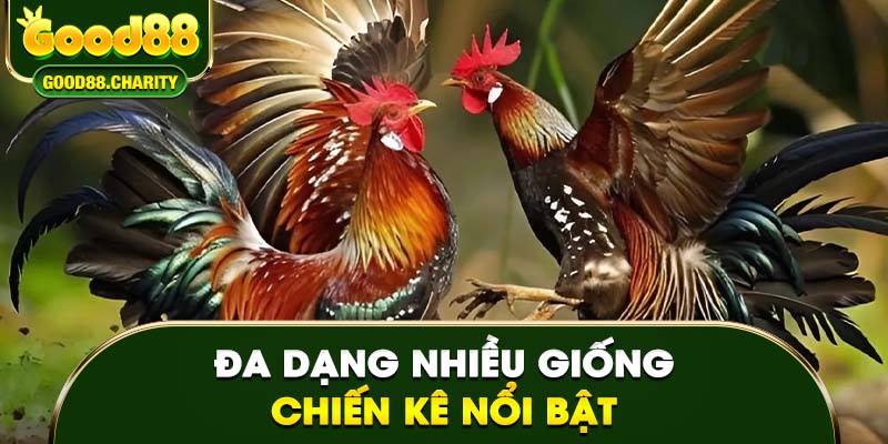 Đa dạng nhiều giống chiến kê nổi bật