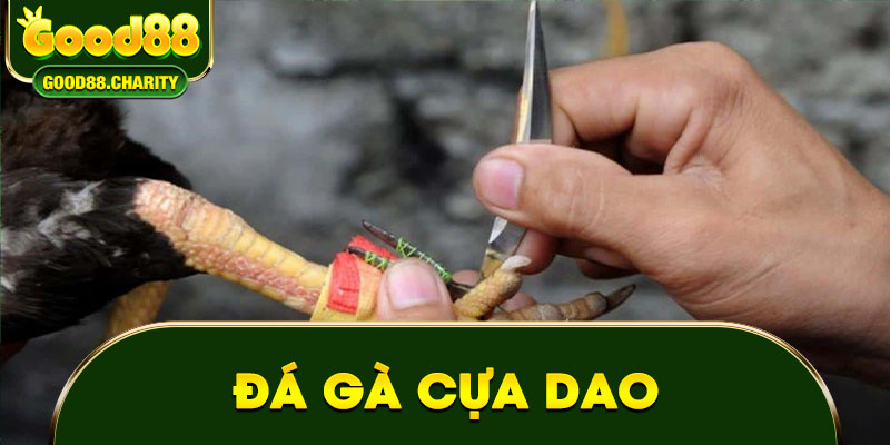 Đá gà cựa dao 