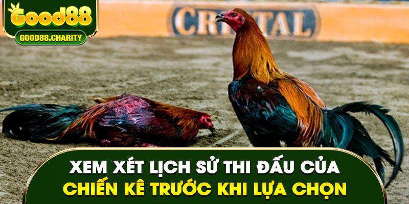 Xem xét lịch sử thi đấu của chiến kê trước khi lựa chọn